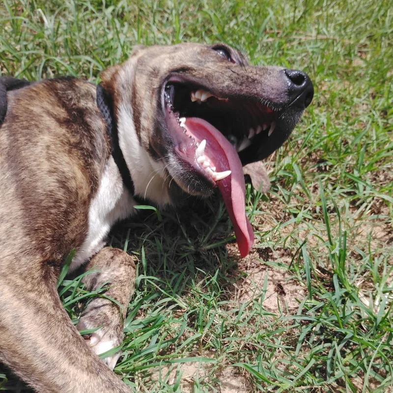 A young medium-sized female Brindle Mixed Breed dog named Whimsy for adoption in Valley, AL