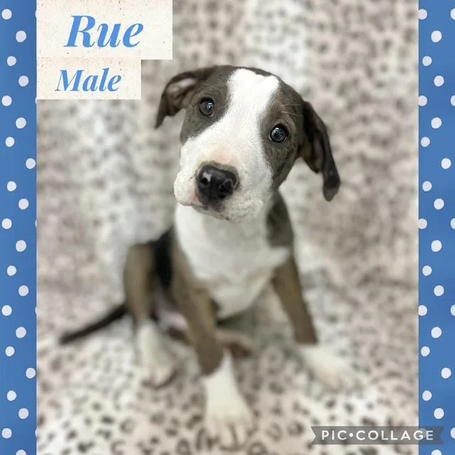 A baby medium-sized male Mountain Cur dog named Rue for adoption in Manchester, CT