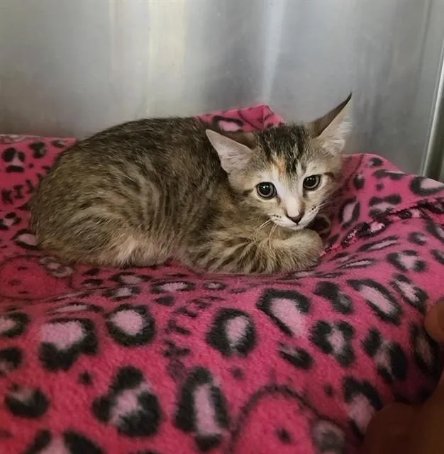 A baby small-sized female Domestic Short Hair cat named Summer for adoption in Castaic, CA