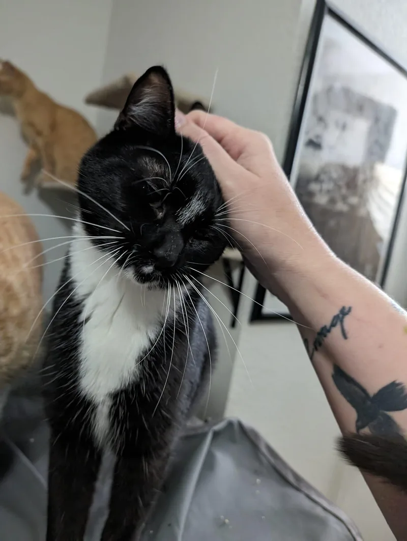 Oreo  Considering Indooroutdoor thumbnail 3