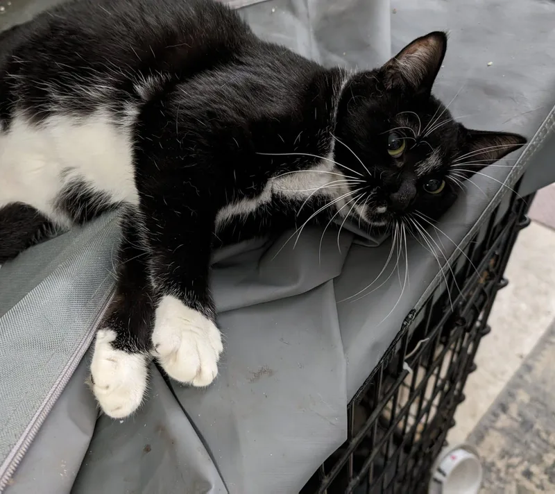 Oreo  Considering Indooroutdoor thumbnail 5