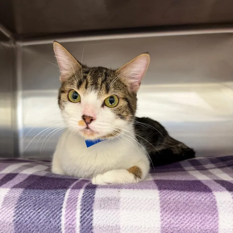 A young medium-sized male Brown / Chocolate Domestic Short Hair cat named Manny for adoption in Hamburg, NY