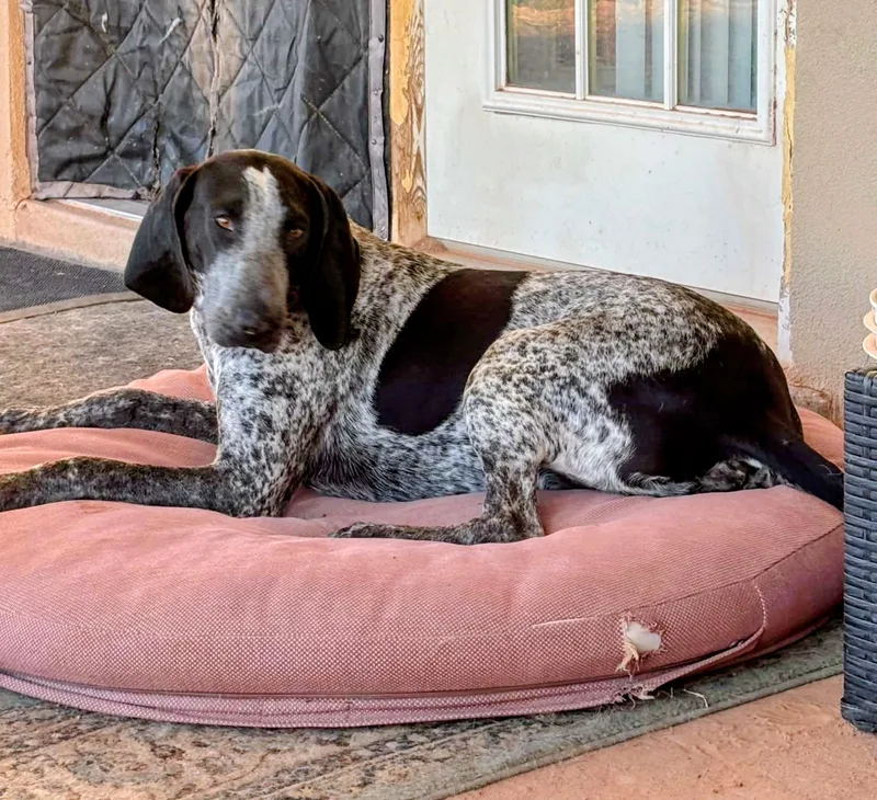An adult large-sized male Gray / Blue / Silver Bluetick Coonhound dog named Donovan for adoption in Evergreen, CO