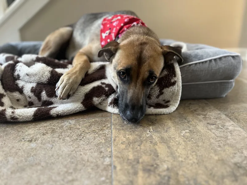 An adult medium-sized female Golden German Shepherd Dog dog named Birdie for adoption in Humble, TX