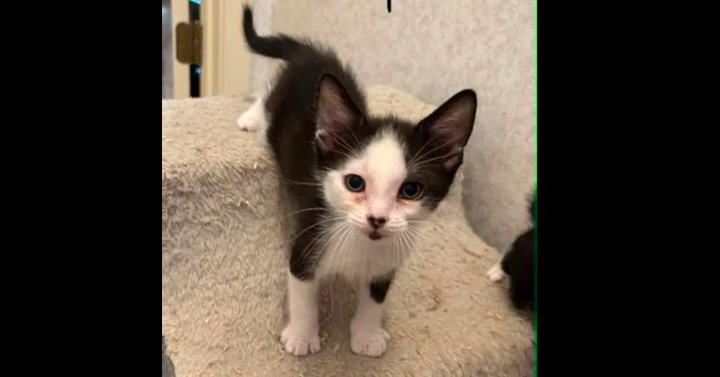 A baby small-sized male Domestic Short Hair cat named Keys for adoption in Groveland, MA