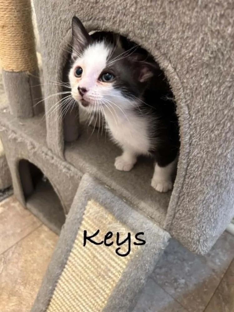 Keys thumbnail 2