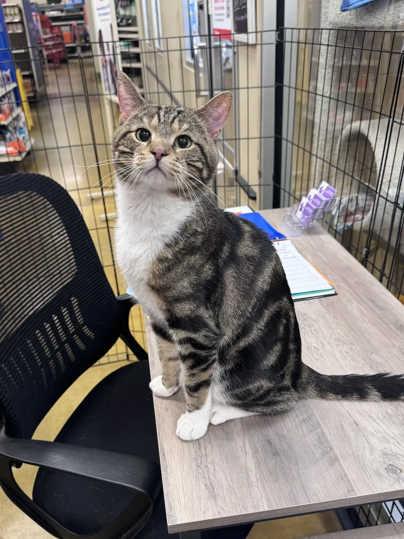 An adult medium-sized male Domestic Short Hair cat named Leo for adoption in Wheaton, IL