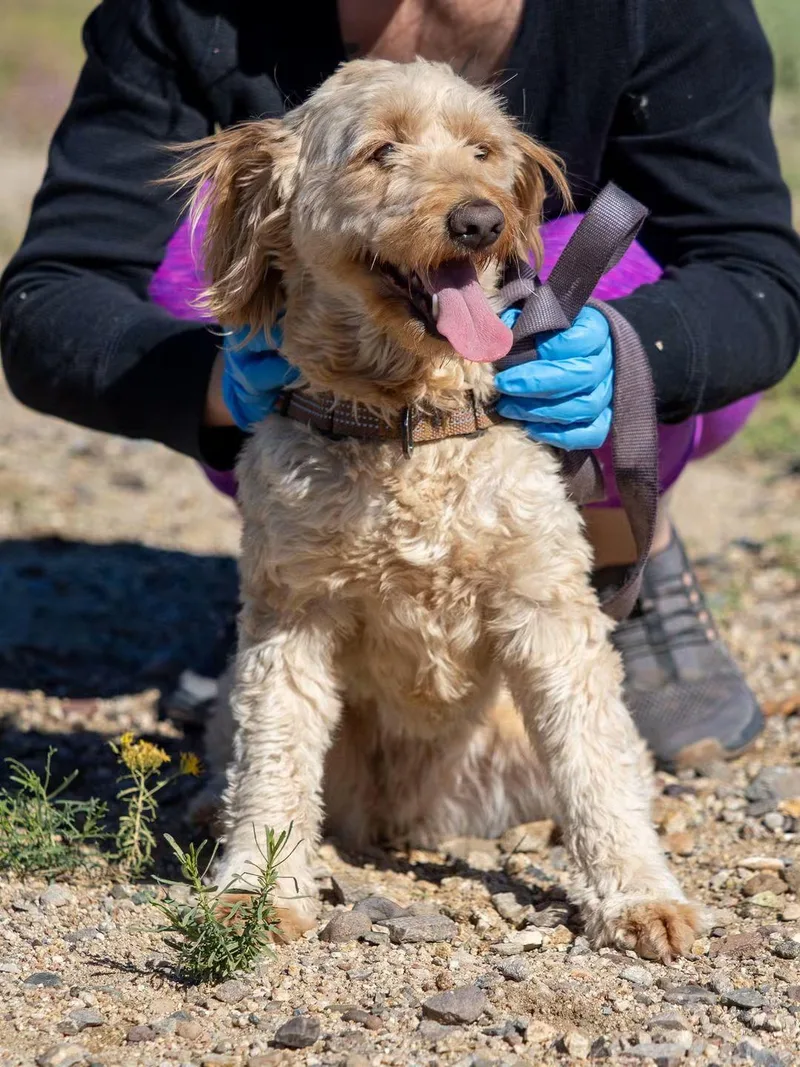 An adult medium-sized female Labradoodle dog named Summer for adoption in Globe, AZ