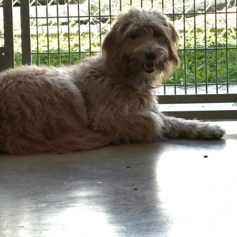 A young small-sized female Golden Retriever dog named Jetty for adoption in Camden, DE