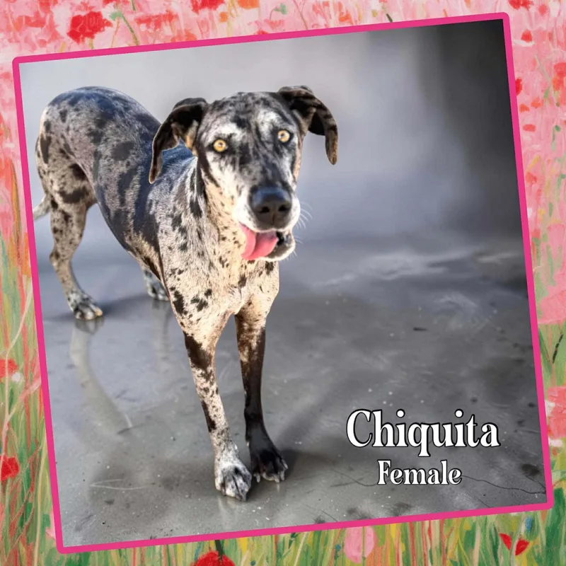 Chiquita