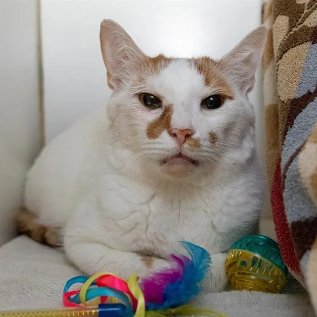 A young small-sized male Domestic Short Hair cat named Suki for adoption in Methuen, MA