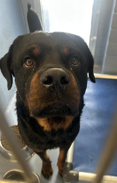 A young large-sized male Rottweiler dog named Pablo for adoption in Downey, CA