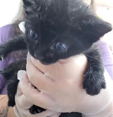 A baby small-sized female Domestic Short Hair cat named Novah for adoption in Fort Walton Beach, FL