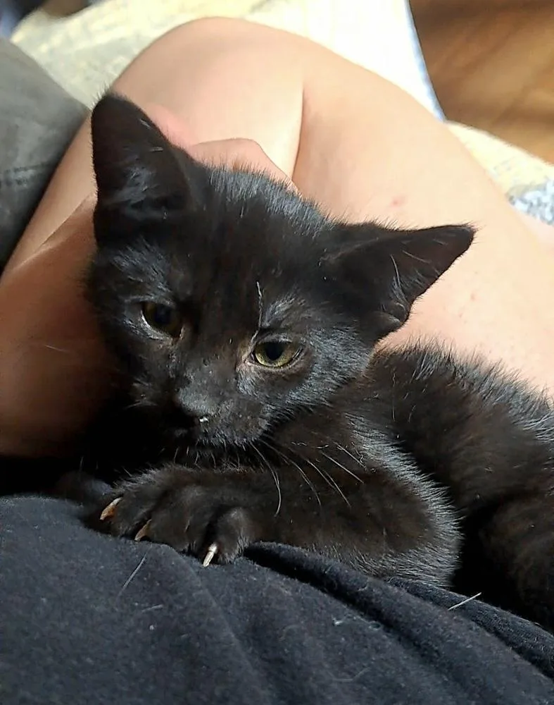 Iris thumbnail 2