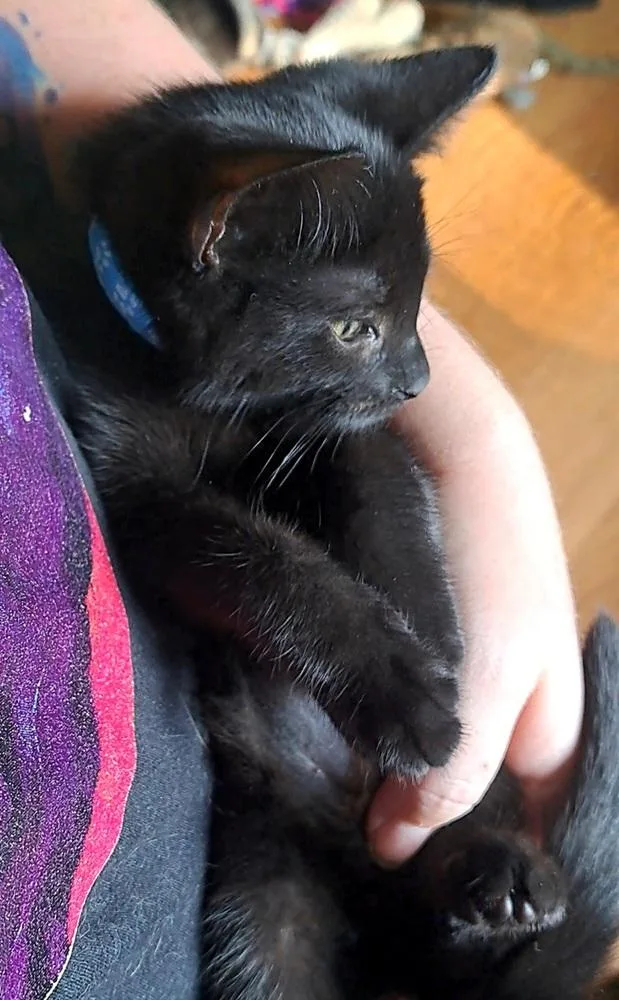 Iris thumbnail 3