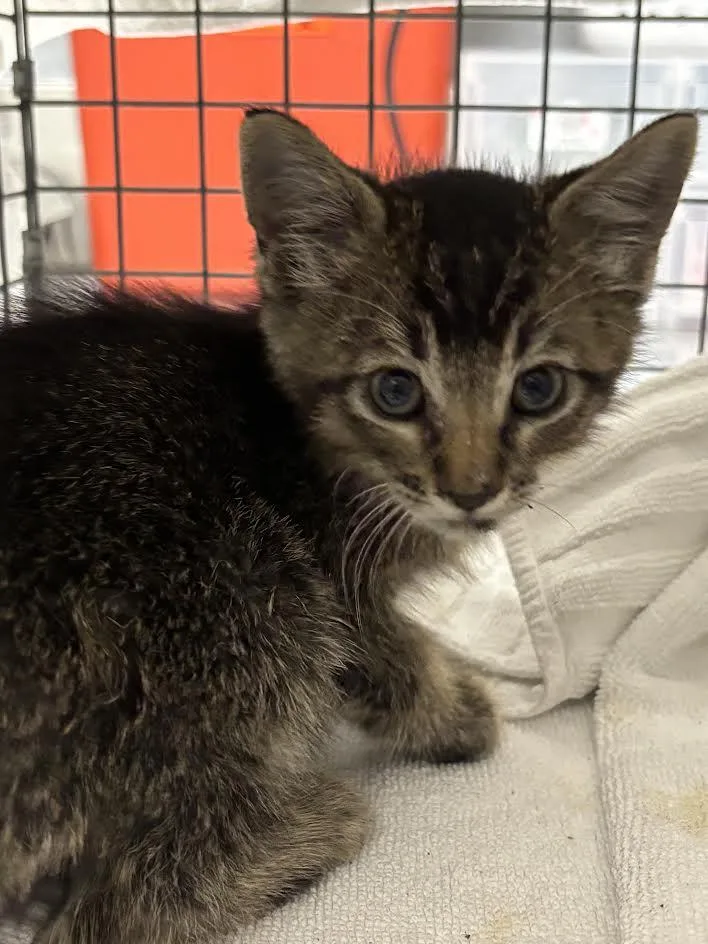 A baby small-sized male Domestic Short Hair cat named William Tell for adoption in Las Vegas, NV