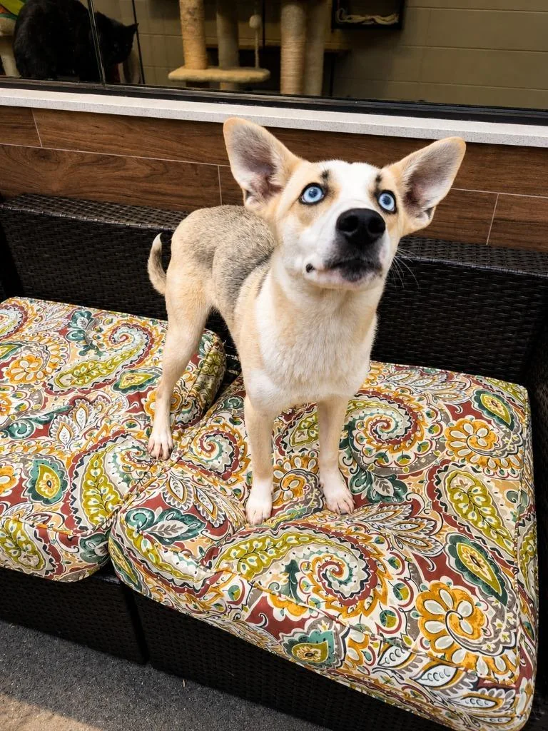A baby medium-sized female Mixed Breed dog named Fbshake for adoption in Rome, GA