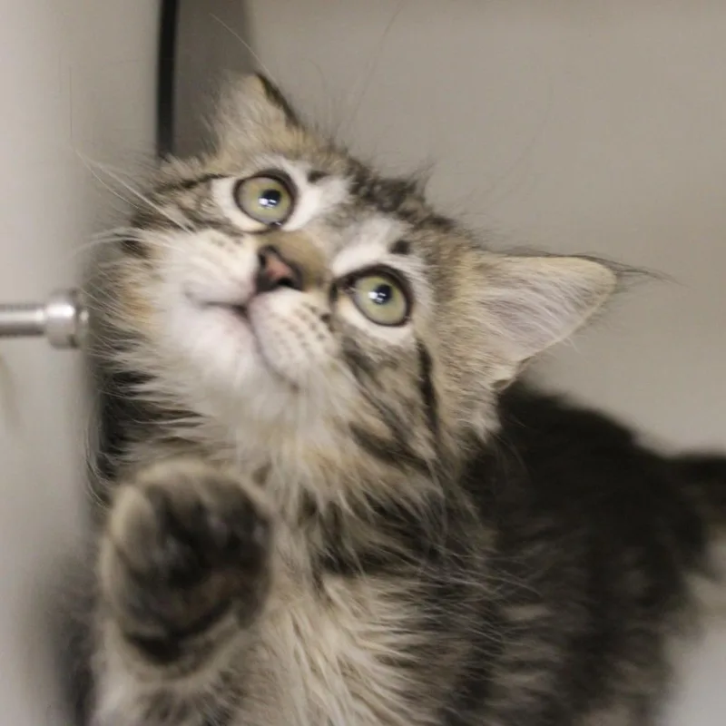A baby small-sized male Brown / Chocolate Domestic Short Hair cat named Banana for adoption in Champaign, IL