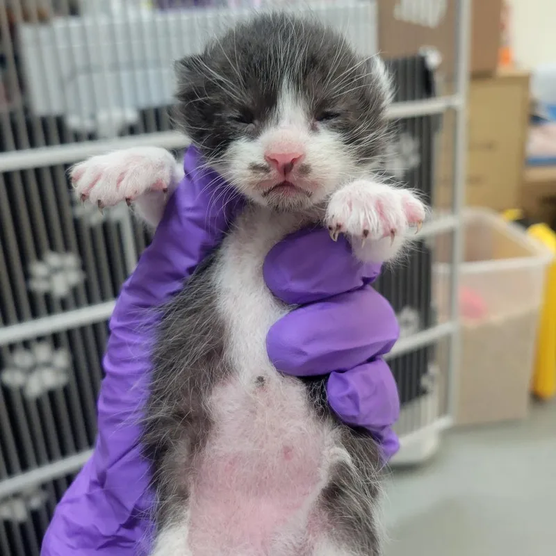 A baby medium-sized female Black Domestic Short Hair cat named Fonda for adoption in Westminster, CA
