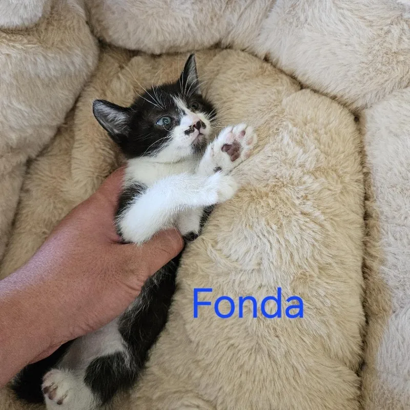 Fonda thumbnail 3