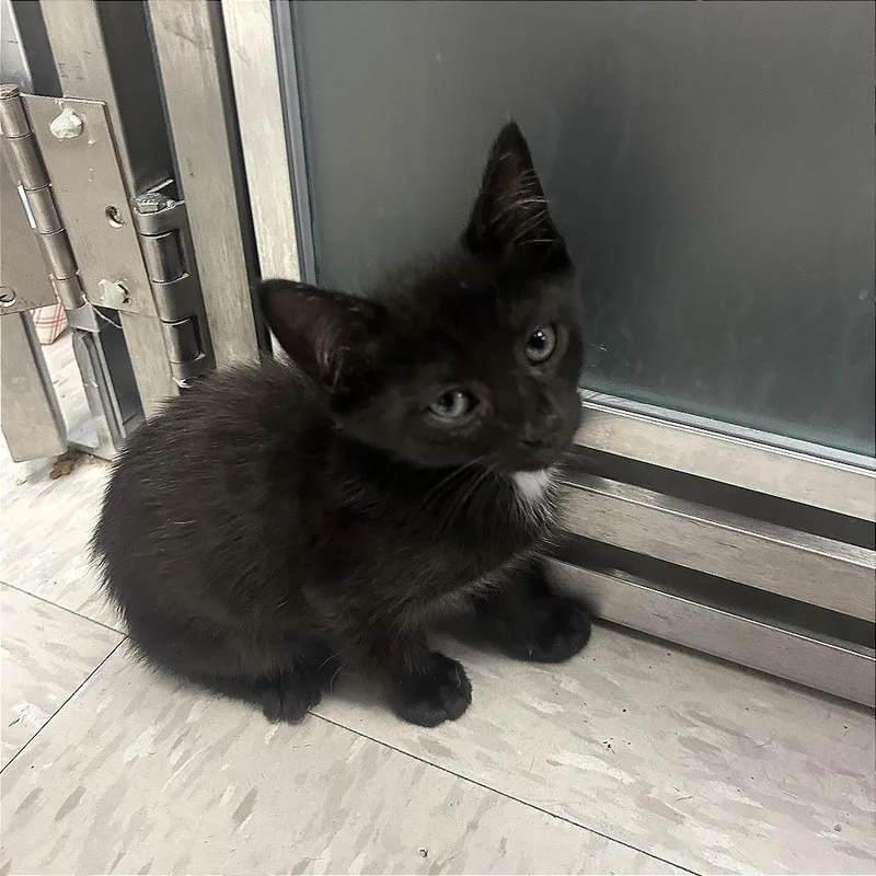 A baby small-sized male Domestic Short Hair cat named Gordon for adoption in Binghamton, NY