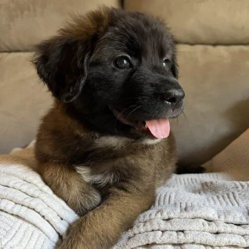 Koa
