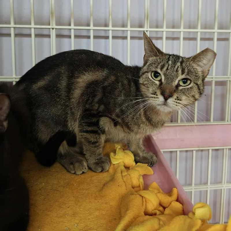 An adult small-sized female Brown / Chocolate Domestic Short Hair cat named Gracie for adoption in Madison, WI