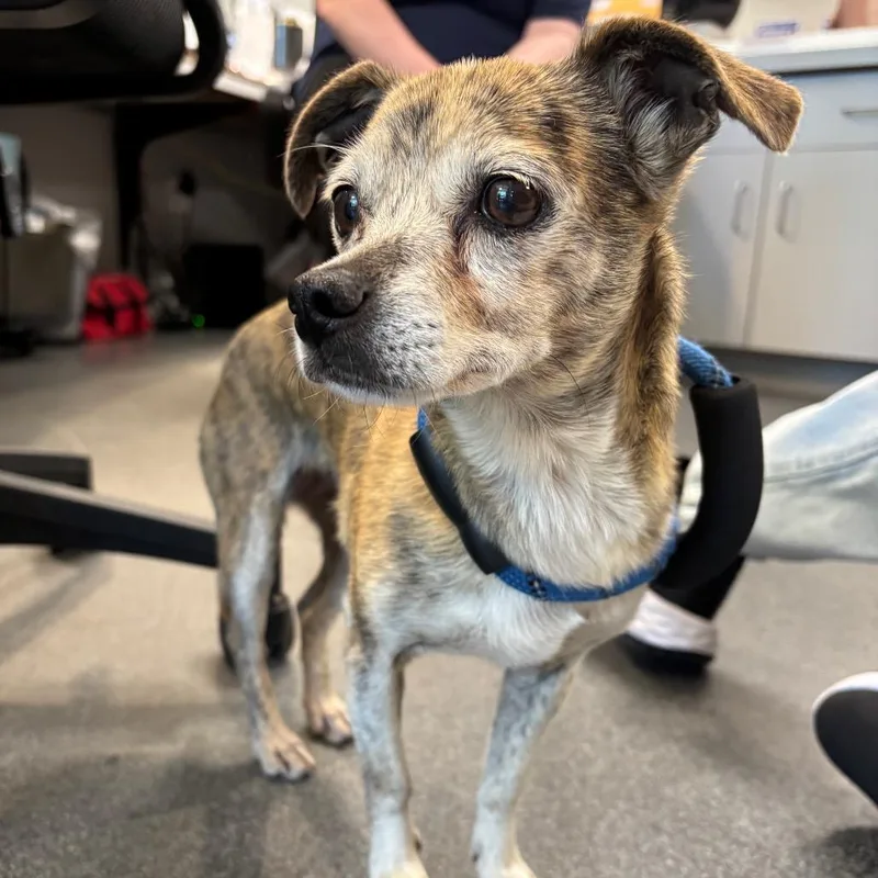 An adult small-sized female Brown / Chocolate Mixed Breed dog named Bailey for adoption in Allentown, PA