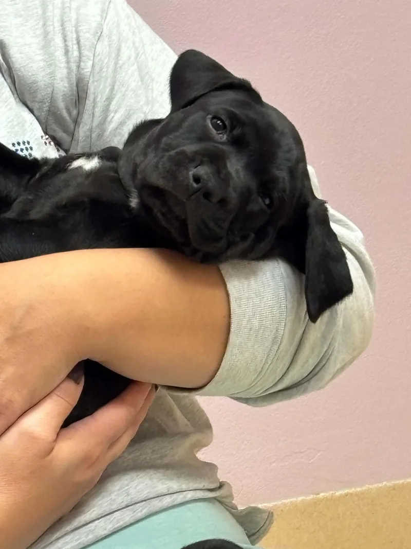 A young medium-sized female Pit Bull Terrier dog named Betty for adoption in Shillington, PA