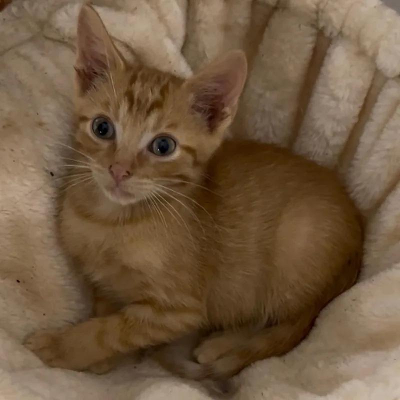 A baby medium-sized female Tabby (Orange / Red) Domestic Short Hair cat named Ronnie for adoption in Memphis, TN