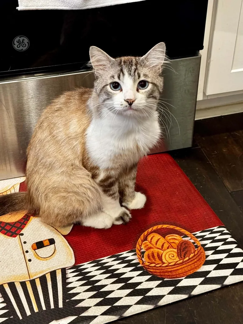 An adult medium-sized male Tabby (Gray / Blue / Silver) Siamese cat named Picasso for adoption in Louisville, KY