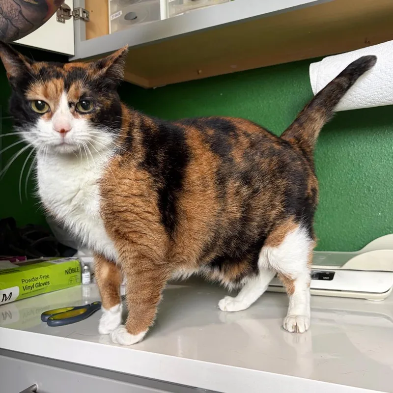 An adult large-sized female Black Domestic Short Hair cat named Sorbet for adoption in Kyle, TX