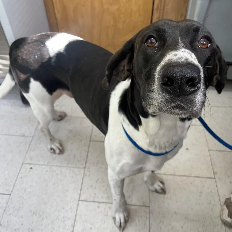 An adult large-sized male White / Cream Mixed Breed dog named Hercules for adoption in Columbiana, AL