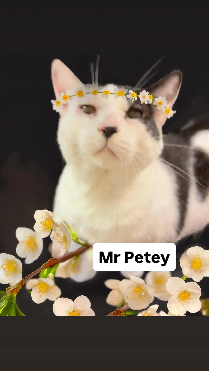 An adult large-sized male Domestic Short Hair cat named Mr Petey At Martinez for adoption in Walnut Creek, CA
