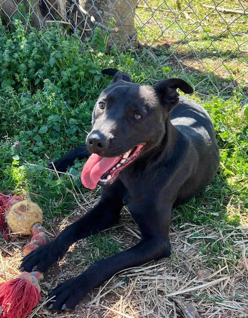 An adult medium-sized male Black Mixed Breed dog named Ollie for adoption in Vassalboro, ME