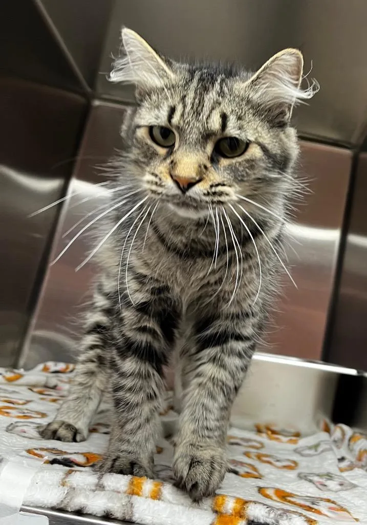 A young medium-sized female Domestic Medium Hair cat named Bucket for adoption in Logan, UT