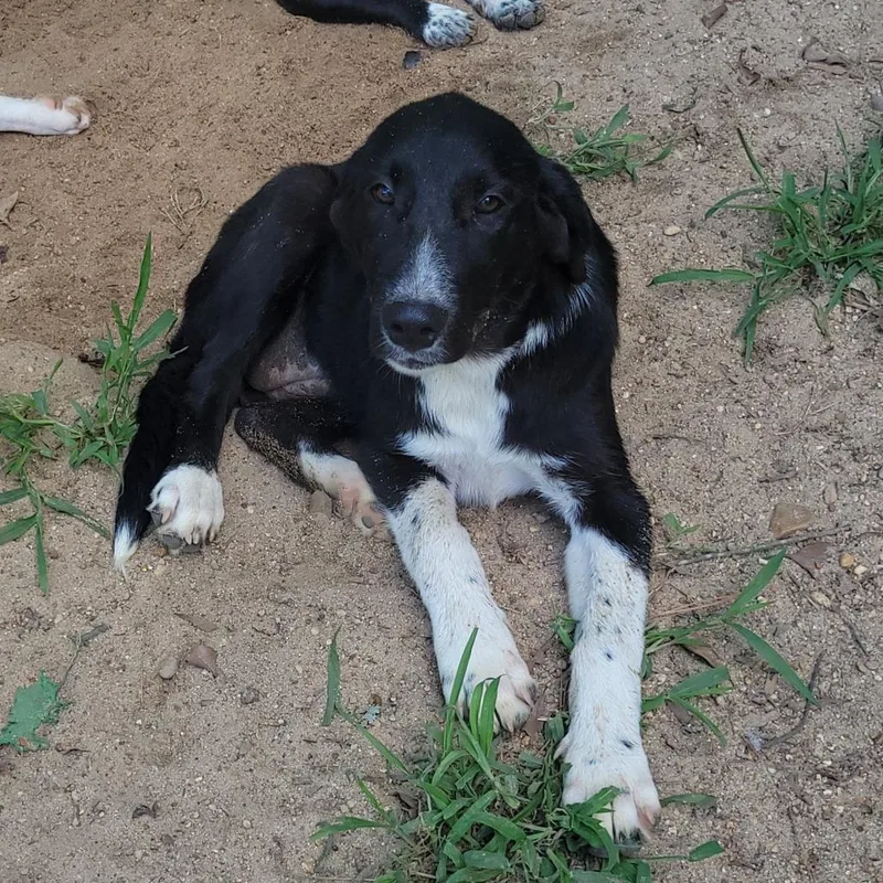 A young medium-sized female Black Mixed Breed dog named Nova for adoption in Jena, LA