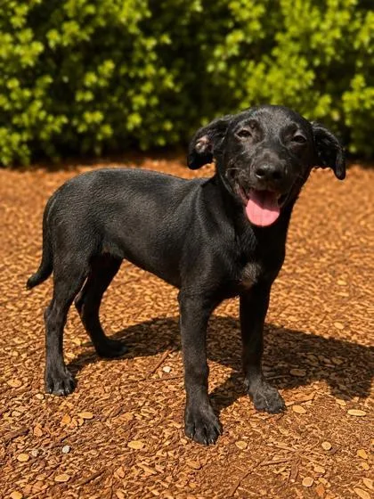 A baby medium-sized female Labrador Retriever dog named Heather for adoption in Cumming, GA