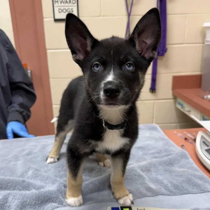 A baby small-sized male Black Husky dog named Riot for adoption in Springfield, MA