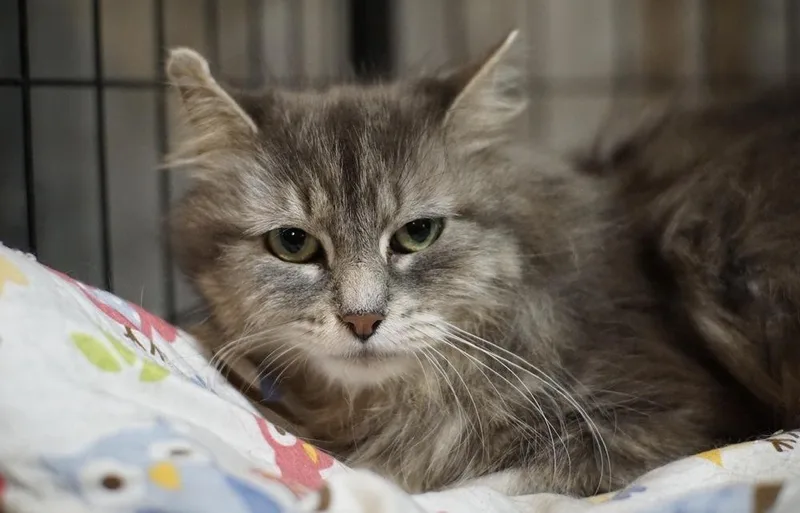 An adult large-sized female Gray & White Domestic Long Hair cat named Basil for adoption in Bolton, CT
