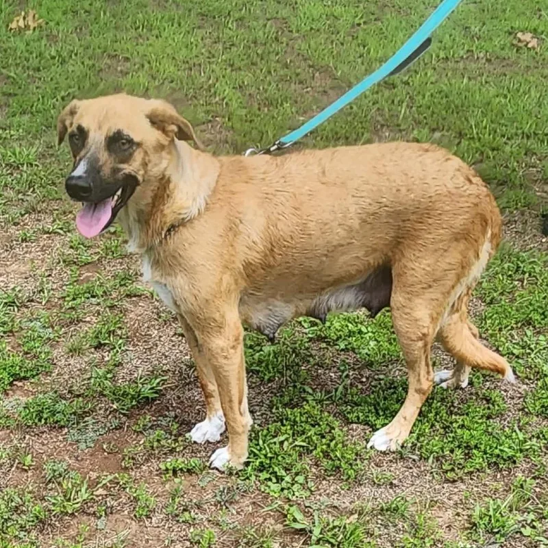 An adult medium-sized female Yellow / Tan / Blond / Fawn Mixed Breed dog named Marci for adoption in DeKalb, IL