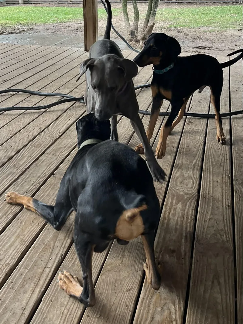 An adult large-sized male Black Doberman Pinscher dog named Diego  ¡ándale! ¡ándale! for adoption in Pearland, TX
