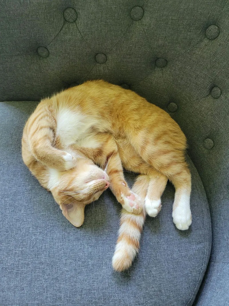 A baby medium-sized male Tabby (Orange / Red) Domestic Short Hair cat named Diesel for adoption in Houston, TX