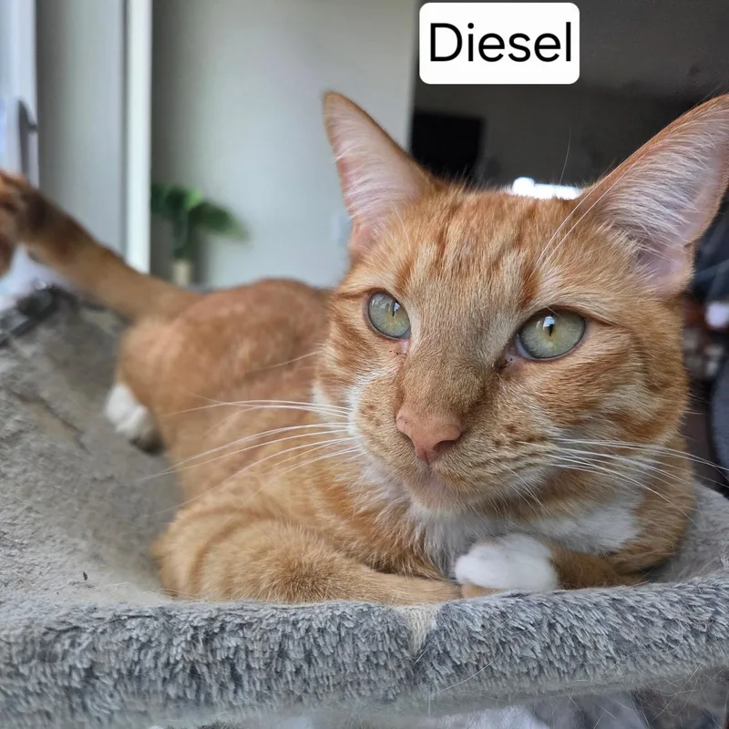 Diesel thumbnail 5