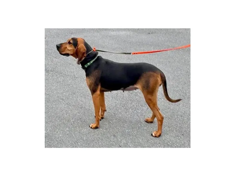 A young large-sized female Black and Tan Coonhound dog named Maple for adoption in Leawood, KS