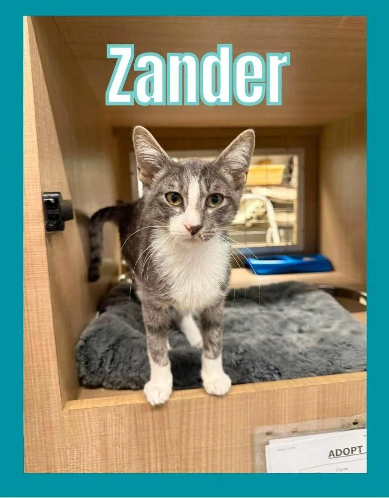 A baby medium-sized male Domestic Short Hair cat named Zander for adoption in Bossier City, LA