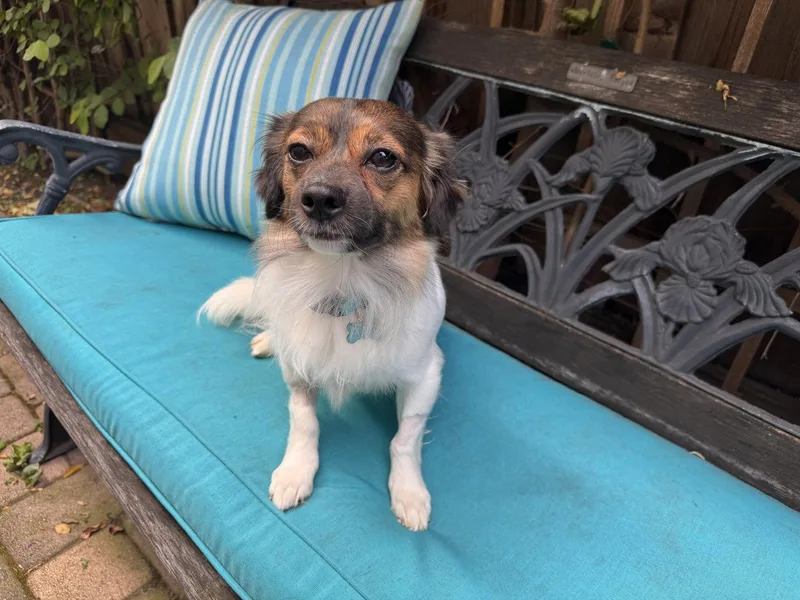A young small-sized male Papillon dog named Max for adoption in Santa Clara, CA