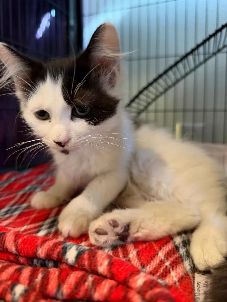 A baby small-sized male Domestic Long Hair cat named Harold for adoption in Peru, NY