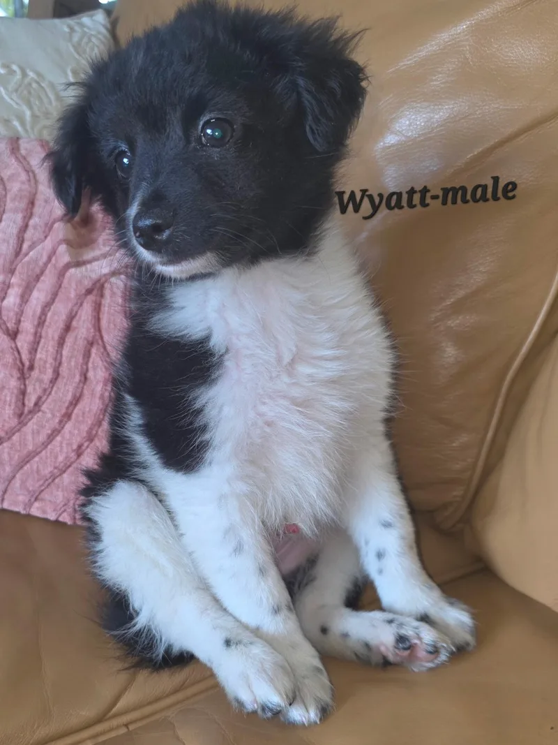 Wyatt And His Sibling thumbnail 5