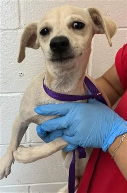 A baby small-sized male Chihuahua dog named Macaroni for adoption in San Bernardino, CA